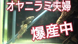 2018年6月7日 オヤニラミ夫婦 爆産中