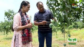 Deepto Krishi | আম্প্রপালি, বারি-৪ জাতের আম ও বিদেশি জাতের আম চাষ পদ্ধতি কেমন হওয়া উচিৎ