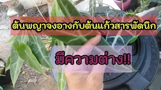 ความแตกต่างของพญาจงอางกับแก้วหน้าม้าตัวเมีย(แก้วสารพัดนึกตัวเมีย)