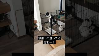 ゲージをよじ登り脱走する様子 #ボーダーコリー #shorts #bordercollie #子犬 #dog #脱走