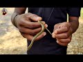 beby checkered keelback snake rescue.