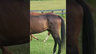 Eating horse makes a statement - I earned this prime spot by being on time. Good luck over there.