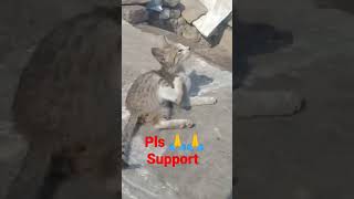 #shorts देखिए क्या हुआ जब यह इस हालत में घंटों तड़पती रही यह मासूम 😱 🤔 ❗ Cat Rescue, #Cat