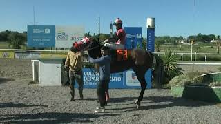 HIPODROMO SINT COLONIA 220331 c06 1° CAPITA (BRZ)