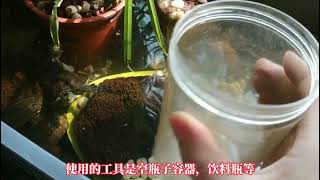 龜缸水面油膜多，怎麼去除清理？ 一個空瓶子，輕鬆自製油膜處理器