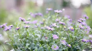 不怕夏季酷热，盛夏旺盛开花的姬小菊，养一盆、开一年