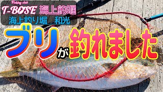 【海上釣堀】ブリをやっと釣ることができました！　海上釣り堀和光　その３