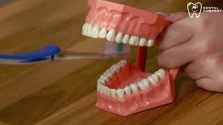 TECNICAS DE CEPILLADO CON AF DENTAL COMPANY