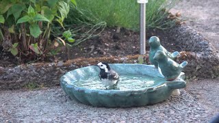 The White wagtail takes a bath in the garden🦜🌸♥️🌿