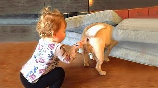 Я Ржал До Слез😂 Приколы / Смешные Видео / Милый ребенок играет с собакой / Ребенок любит животных