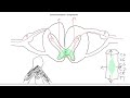 Central cord lesions - syringomyelia