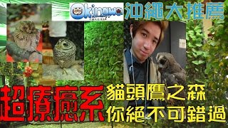 沖繩超療癒景點大公開~你絕對不能錯過貓頭鷹之森