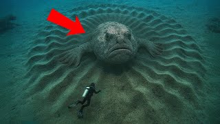 Scientists Found Massive, Mysterious Creatures Hiding Underwater!