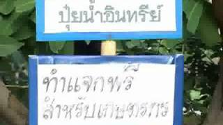 ศูนย์เรียนรู้ผักปลอดสารพิษ