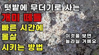 개미 떼들 여왕개미 개미 알까지 빠른 시간에 싹 제거하는 방법  / 바퀴벌레 /개미/불개미/거미/좀벌레