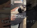 おなかなでなでされてうっとりしてきたパグ【パグ犬bubu】 dog pug