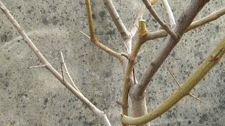 Pomegranate First Pruning | Anar Ki Pruning Kaise Kare | Pomegranate Tree Pruning