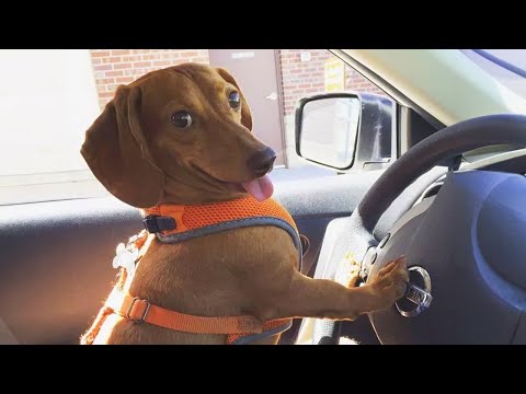 Dog Doing Funny Things – Try Not To Laugh!