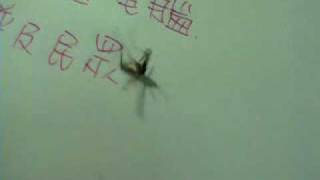 蚊子 Breaking  Mosquito Breaking