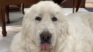 泥だらけと言われて...ちょっと不機嫌なルンルンです　Great Pyrenees グレートピレニーズ