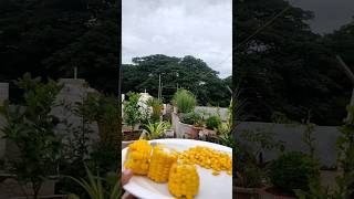 తెలుకుందాం...! ఒక పరిమాణంలో తినేద్దాం...! #swaraga kokila videos #plants#share #yt #shorts