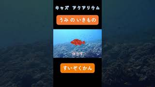 【子供向け 水族館】海の生き物がかくれんぼ！いないいないばぁ！幼児や赤ちゃんが喜ぶ知育アニメ