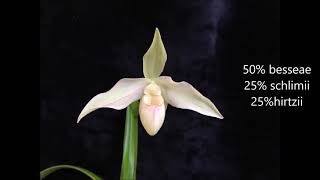 2019 October Phragmipedium Collection