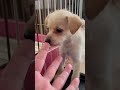 ミックス犬 チワプーとシュナウザーの赤ちゃんです。