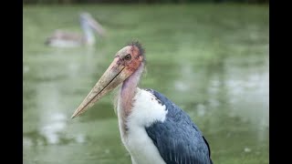 25 fascinating facts about the intriguing Marabou Stork