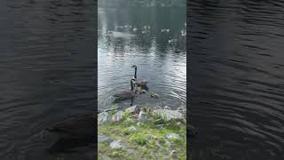 #duck #ducklings #usa #naturelovers #caring #water #ponds