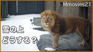 雪国のライオン リッキー　ジャンプで往復　ご飯待ち　Lion in the snow