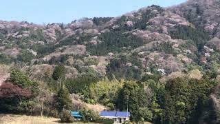 【桜川市】高峯の山桜