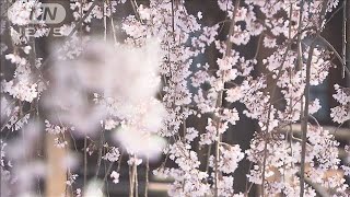 樹齢400年「しだれ桜」が満開に　山梨・身延町(2024年3月30日)