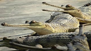 Guardians of the River  Mysteries of the Gharial | animal deep life