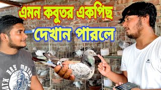 @ornofpets ভাইয়ের সাথে একটি কবুতর নিয়ে চ্যালেঞ্জ