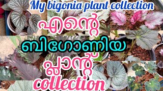 my bigonia plant collection എന്റെ കയ്യിലുള്ള കുറച്ച് ബിഗോണിയാസ്