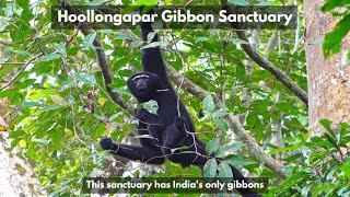 Hoollongapar Gibbon Sanctuary in 4K | Assam, India | Wildlife Sanctuary in Assam