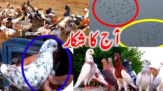 Today's Hunting Pigeon | Kabootar Bazi videos | karor kabutar Game