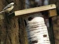 chickadee in the box