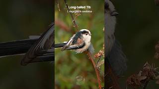 The Long-tailed Tit's chirruping call | Bird sounds #shorts