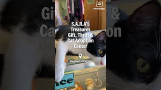 A thrift shop and that also rescues cats in Eugene, Oregon