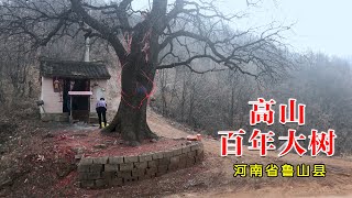 河南鲁山县土门叶坪高坡，这种几百年的大树，你见过吗？太壮观了