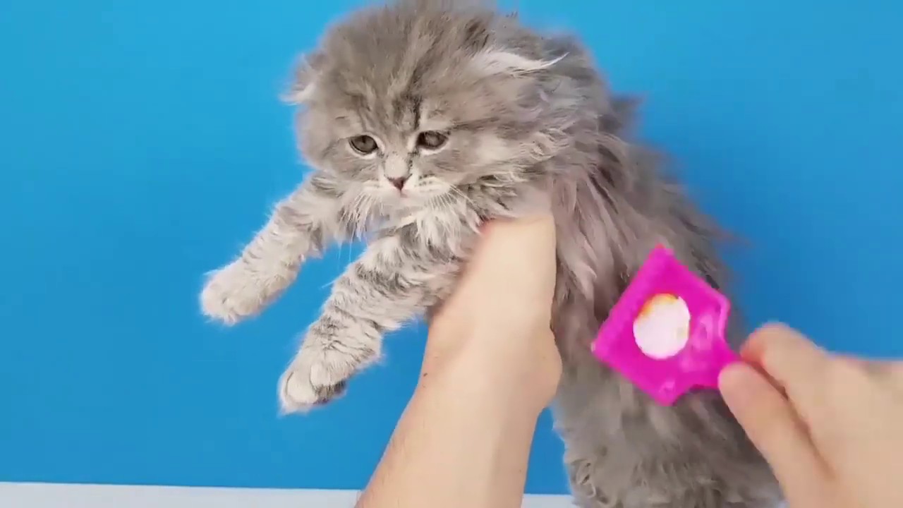 Life Hacks For Cats Youtube