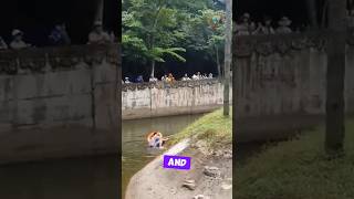 Brave Man Saves Orangutan from Drowning at Zoo #shorts