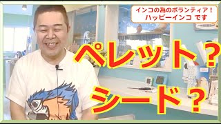 鳥さんの食事！シード？ペレット？ ハッピーインコ＆はがひでき