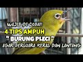 4 Tips Pleci Agar Suara KERAS dan LANTANG