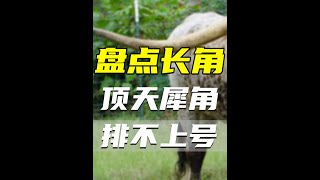 盤點3種角最長的動物，1.5m的犀角都排不上號，第三名角都比人高