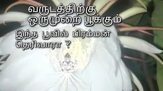 பிரம்ம கமலம்- சில உண்மைகள் |Queen of the Night | Brahma Kamala