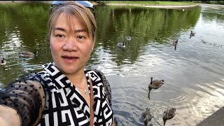 Vịt trời ở Canada nhiều vô số kể