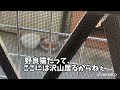 【ねこ動画】ニャンコファミリーno.190（我が家の周りの猫情勢）